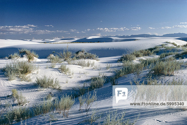Wüste in White Sands  New Mexico  Vereinigte Staaten von Amerika (U.S.A.)  Nordamerika