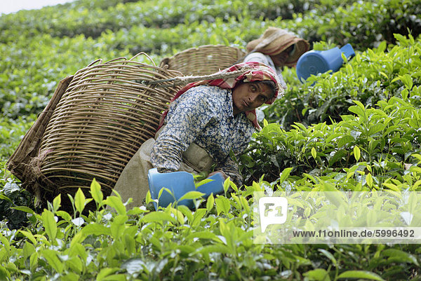Tee pflücken  Cameron Highlands  Malaysia  Südostasien  Asien