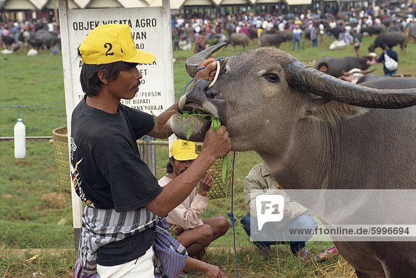 Man with water buffalo at market  Rantepao  Toraja area  Sulawesi  Indonesia  Southeast Asia  Asia