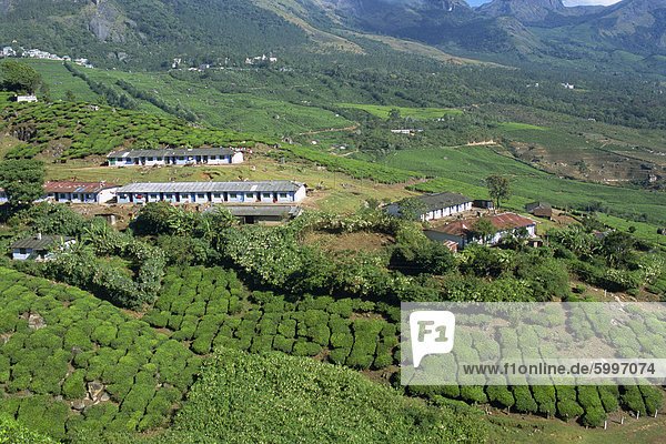 Tee-Land Westghats nahe Munnar Bundesstaat Kerala Indien Asien