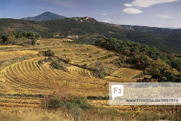 Weinberge in der Nähe von Valreas  Vaucluse  Provence  Frankreich  Europa