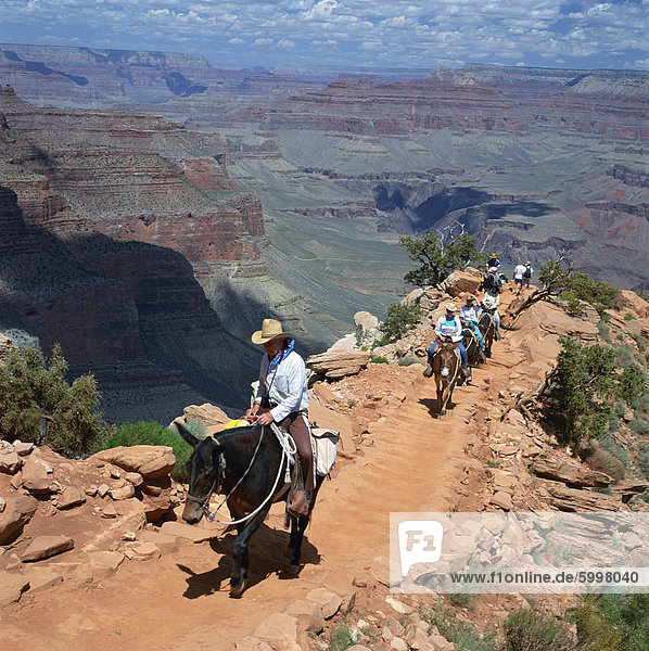 Tourists on horseback returning from trekking in the Grand Canyon  UNESCO World Heritage Site  Arizona  United States of America  North America