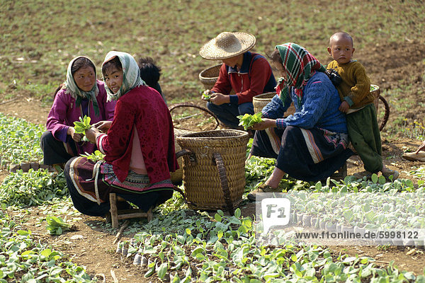 Group of Miao women potting tobacco plants at Longliw in Guangxi  China  Asia