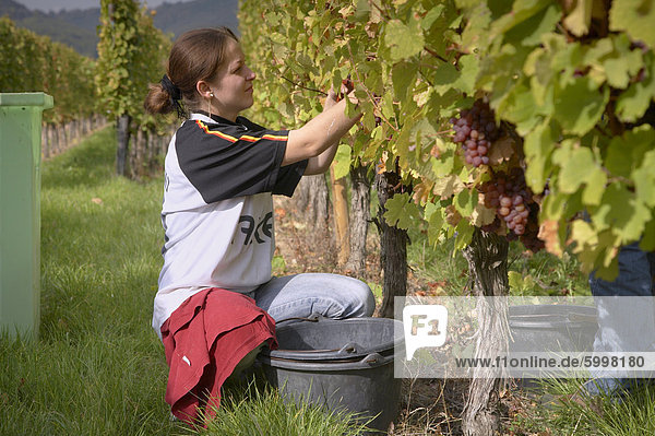 Ernte Gewurtztraminer Trauben in einem Weinberg in der Nähe von Niedermorschwihr  Haut-Rhin  Elsass  Frankreich  Europa
