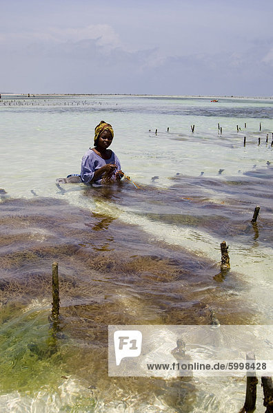 Eine Frau in einem bunten Kleid und Kopftuch sitzt im Meer ernten Algen  Paje  Zanzibar  Tansania  Ostafrika  Afrika