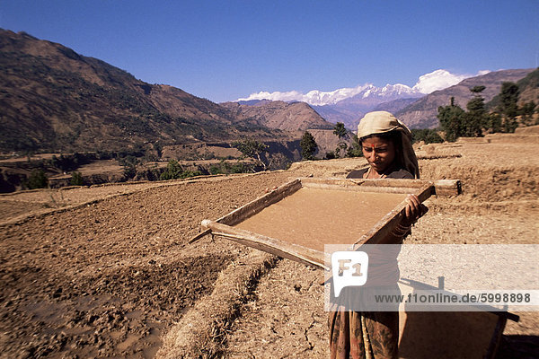 Lhokta Papier wird getränkt und getrocknet in der Sonne in Holzrahmen auf eine UNO-Förderprojekt  Bhaktapur (Bhadgaun)  Nepal  Asien