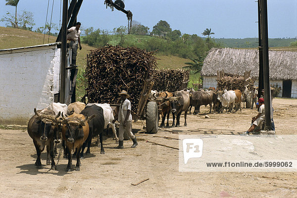 Ox carts haul stacked cane from fields for transfer to refinery  at a sugar plantation on the north coast plain of Pinar del Rio  Cuba  West Indies  Central America