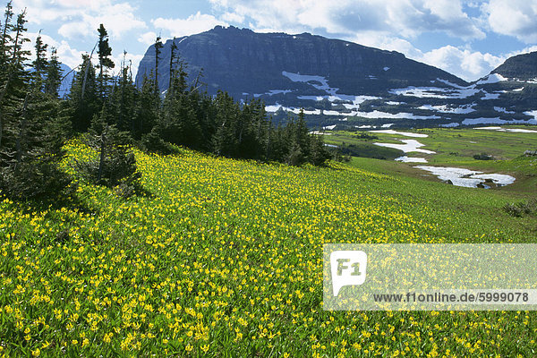 Wiese der Gletscher Lilien  mit Rocky Hochgebirge hinter  Glacier National Park  Montana  Vereinigte Staaten von Amerika  Nordamerika