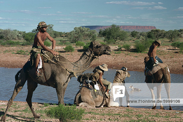 People riding camels in the Central Desert in the Northern Territory  Australia  Pacific