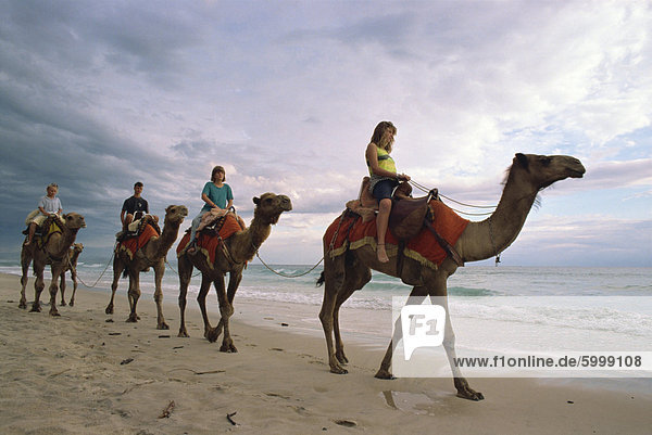 Tourists riding along a beach on camels in northern New South Wales  Australia  Pacific