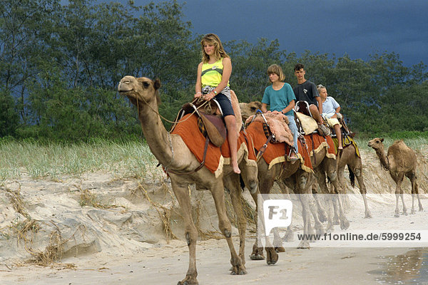 Touristen  Reiten auf Kamelen im nördlichen New South Wales  Australien  Pazifik