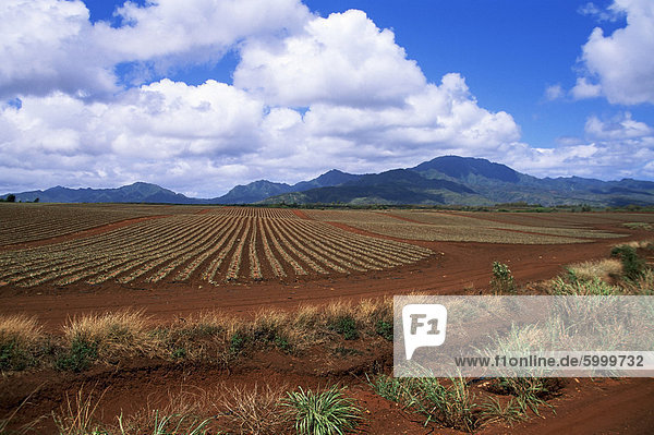 Felder der Ananas  die im Besitz von Delmonte  Oahu  Hawaii  Vereinigte Staaten von Amerika  Pazifik  Nordamerika