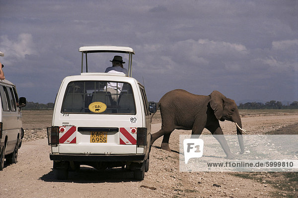 Tourist safari vehicle and elephant  Amboseli National Park  Kenya  East Africa  Africa