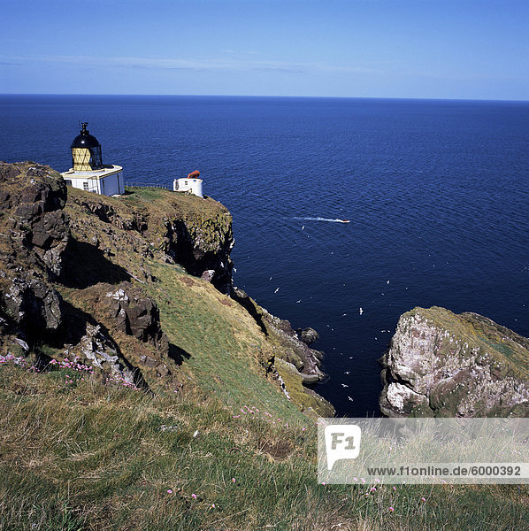 Leuchtturm und Meeres-Vogel Klippen  St. Abb's Head  Berwickshire  Grenzen  Schottland  Vereinigtes Königreich  Europa