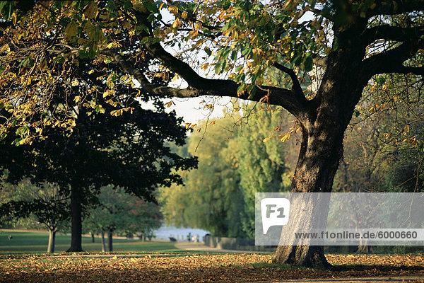 Hyde Park  London  England  Großbritannien  Europa