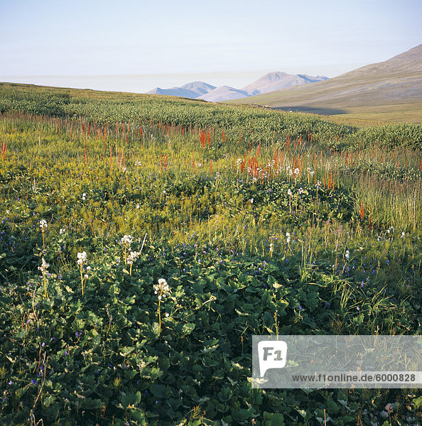 Landscape near ancient village of Itygran  Chukchi Peninsula  Russian Far East  Russia  Asia