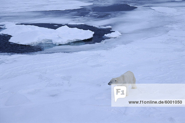 Eisbär auf Packeis nördlich von Spitzbergen  Svalbard  Arktis  Norwegen  Skandinavien  Europa  Polarregionen