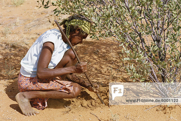 Aborigine woman digging for wichetty grubs  Northern Territory  Australia  Pacific