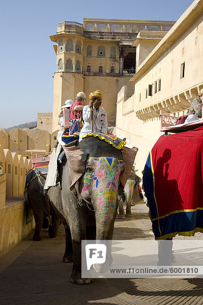 Elephants carrying tourists to the Amber Fort in Jaipur  Rajasthan  India  Asia