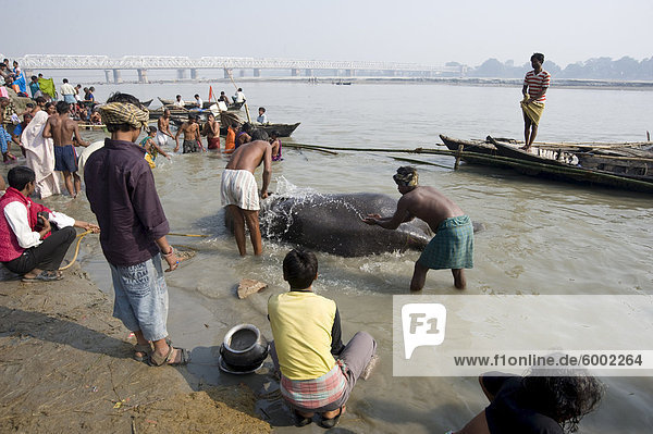 Elephant being washed by mahout in the waters of the holy River Ganges  Patna  Bihar  India  Asia