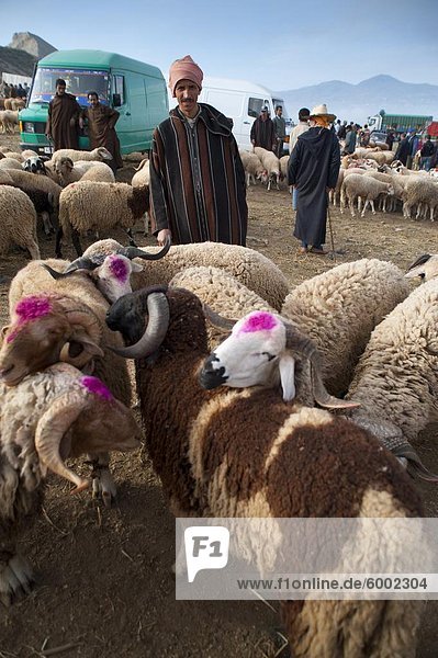 Shepherd with rams  Livestock Fair  Tetouan  Morocco  North Africa  Africa