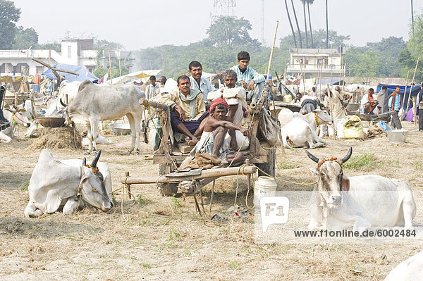 Bihari farmers and cattle owners resting on wooden cart  with their white cows decorated for sale at the annual Sonepur Cattle fair  near Patna  Bihar  India  Asia