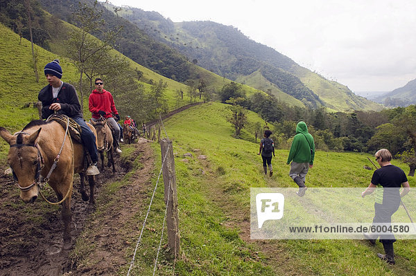 Horse riding and hiking in Cocora Valley  Salento  Colombia  South America
