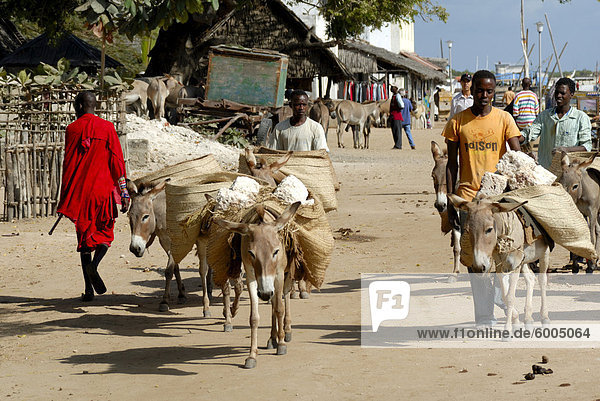 Donkey transport  Old Town  UNESCO World Heritage Site  Lamu island  Kenya  East Africa  Africa