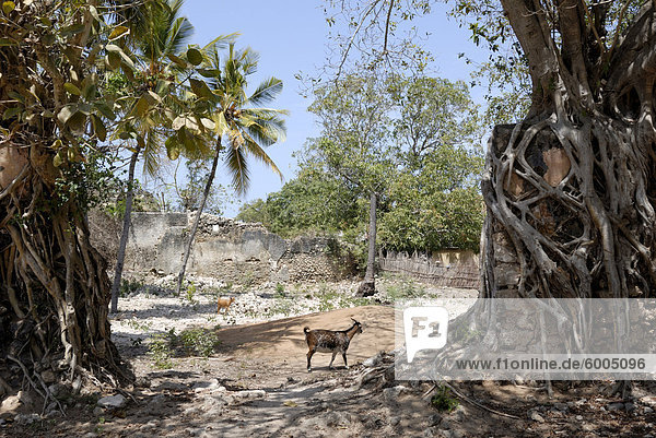 Ruinen  alte Stadt  Ibo Island  Mosambik  Afrika