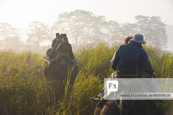 Tourists on elephants  Kaziranga National Park  UNESCO World Heritage Site  Assam  Northeast India  India  Asia