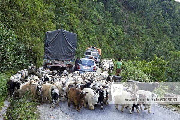 Mongolian goats travelling overland causing traffic jam on Himalayan road between Pokhara and Nayapul  Nepal  Asia
