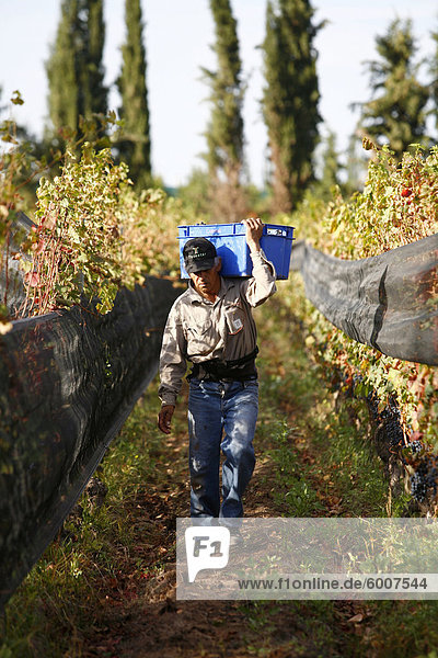 Man working at the vineyard during the harvest time  Mendoza  Argentina  South America