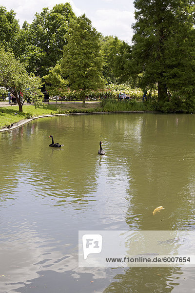 Black swans in einem Teich in Queen Marys Gardens  Regents Park  London  England  Vereinigtes Königreich  Europa