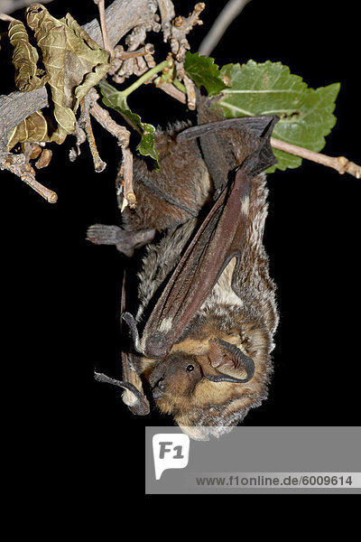 Hoary bat (Lasiurus cinereus) perched  near Portal  Arizona  United States of America  North America