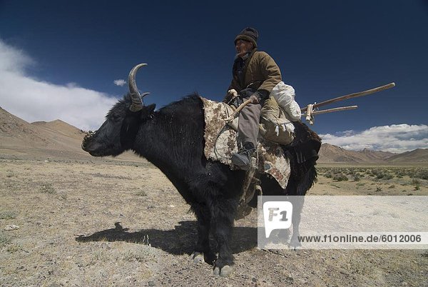 Man riding a yak  Pamir Highway  Tajikistan  Central Asia  Asia