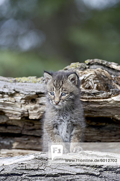 Sibirischer Luchs (Eurasian Lynx) (Lynx Lynx) Kätzchen,  aus Sandstein,  Minnesota,  Vereinigte Staaten von Amerika,  Nordamerika