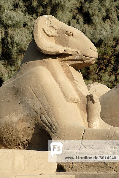 RAM geleitet Sphinx  Tempel von Karnak  in der Nähe von Luxor  Theben  UNESCO Weltkulturerbe  Ägypten  Nordafrika  Afrika