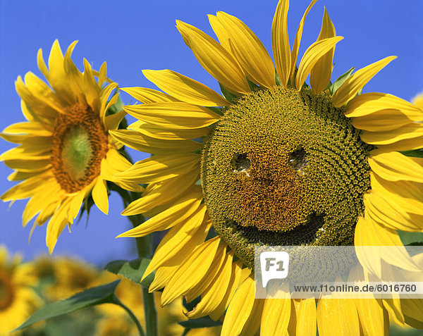 Lächelnd Sonnenblume