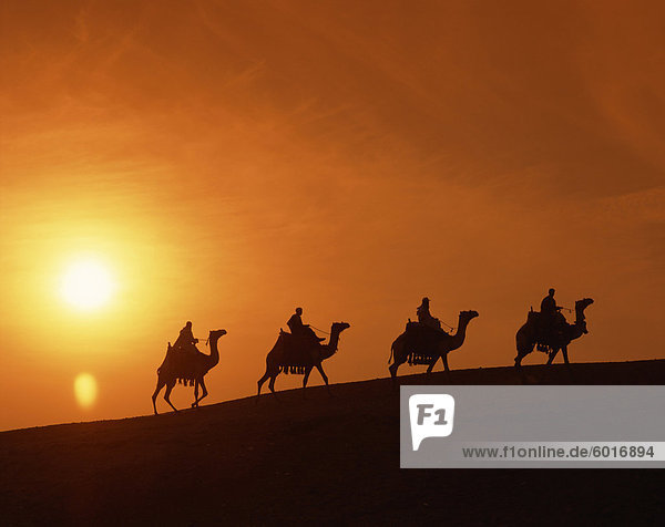 Fahrer silhouetted auf Kamelen bei Sonnenuntergang  Gizeh  Kairo  Ägypten  Nordafrika  Afrika