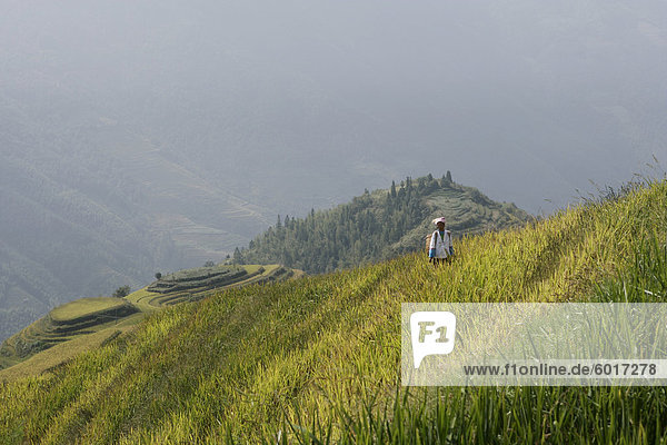 Frau Yao Stammes in Reisfeldern  terrassierte Longsheng Reisfeldern  Guilin  Provinz Guangxi  China  Asien