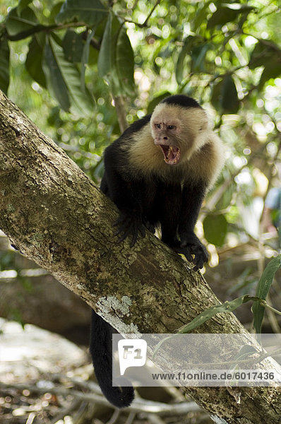 Kapuziner oder weiß konfrontiert Affe  Manuel Antonio Nature Reserve  Manuel Antonio  Costa Rica  Mittelamerika