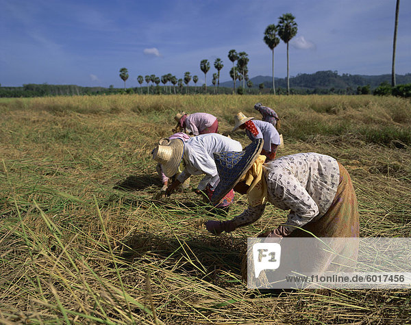 Frauen ernten Reis in einem Feld in Thailand  Südostasien  Asien