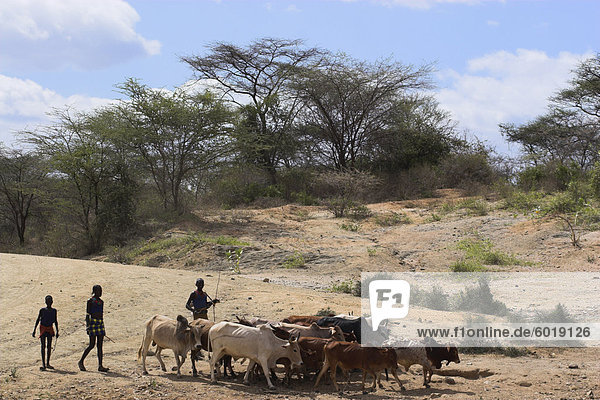 Hamer Männer mit Vieh  Turmi  unteren Omo-Tal  Äthiopien  Afrika