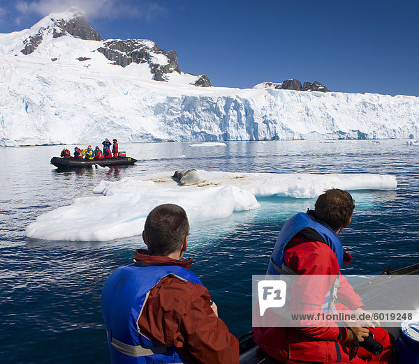Tourists watch a basking leopard seal from Zodiacs  Cuverville Island  Antarctic Peninsula  Antarctica  Polar Regions
