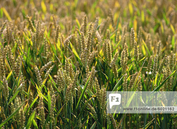 Nahaufnahme der Leiter der Weizen in einem Sommer-Feld bei Enfield Chase  in der Nähe von London  England  Vereinigtes Königreich  Europa