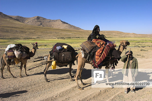 Kuchie Nomad Kamel Zug  zwischen Chakhcharan und Marmelade  Afghanistan  Asien