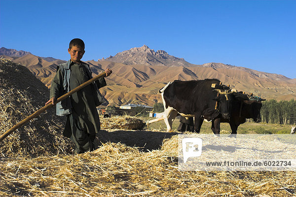 Junge Dreschen mit Ochsen  Provinz Bamiyan  Afghanistan  Asien