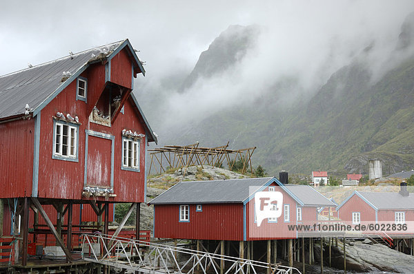 Seemöwen nisten auf ein Lager  Moskenesoya  Lofoten Inseln  Norwegen  Skandinavien  Europa