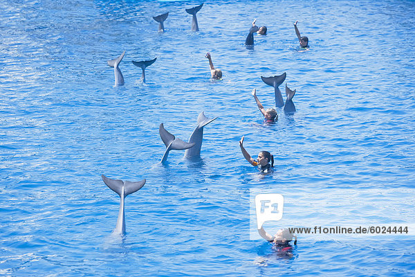 Delphine und ihre Ausbilder Abschied durchgeführt Delphin-Show bei der Oceanografic  Stadt der Künste und Wissenschaften  Valencia  Comunidad Autonoma de Valencia  Spanien  Europa
