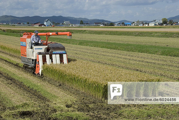 Rice harvest with mini-combine-harvester  Furano valley  central Hokkaido  Japan  Asia
